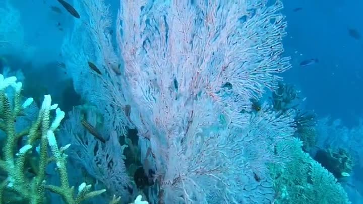 Diving the Great Barrier Reef with Expedition Drenched