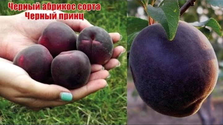 Абрикос черный принц описание фото Абрикос черный принц описание фото