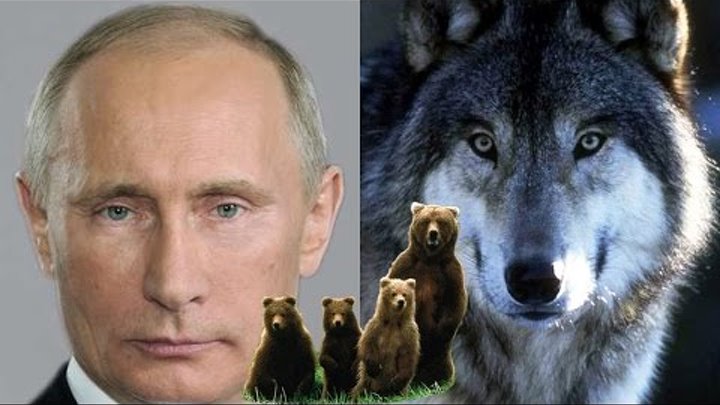 Путин волк фото Путин волк фото