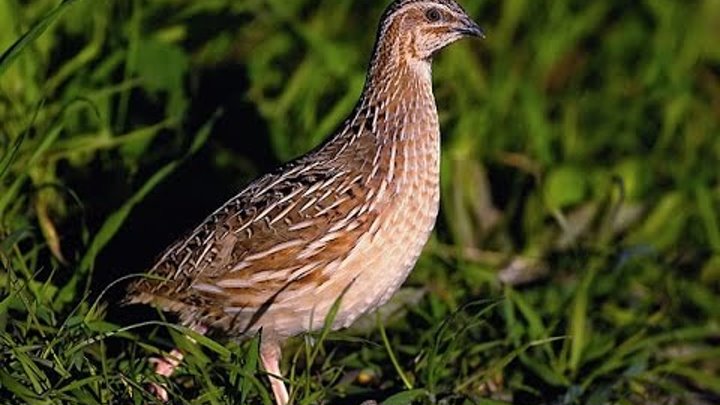 Перепелка лесная фото Перепелка лесная фото