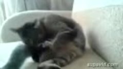 cat fell out with his own paws (кот в ссоре с собственными л...