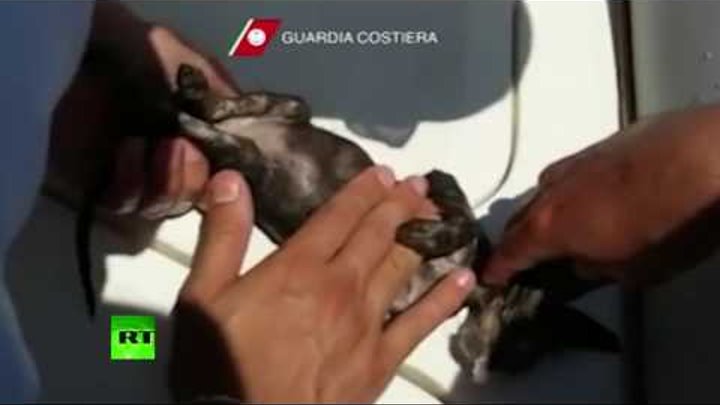 Сотрудники береговой охраны Италии спасли тонущего котенка