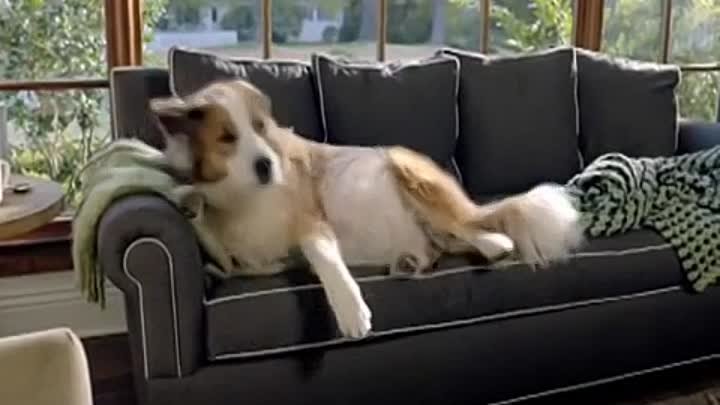 SUPER BOWL 2012- Dog strikes back - Volkswagen (online-video-cutter.com)