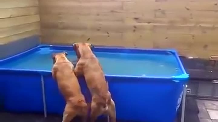 Как собаки из бассейна шину доставали