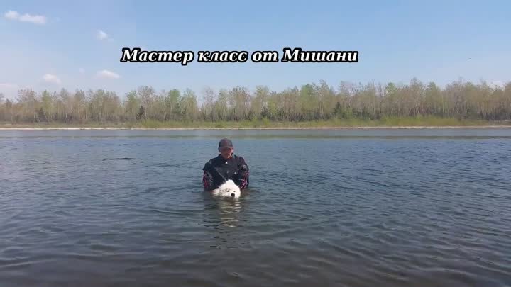 водный дог-фитнес