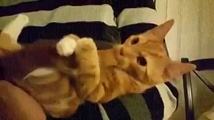 котик жует хвостик