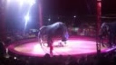 Цирк в Яровом