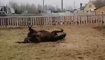 💖🐴Гайдук сыночек 🐴💖