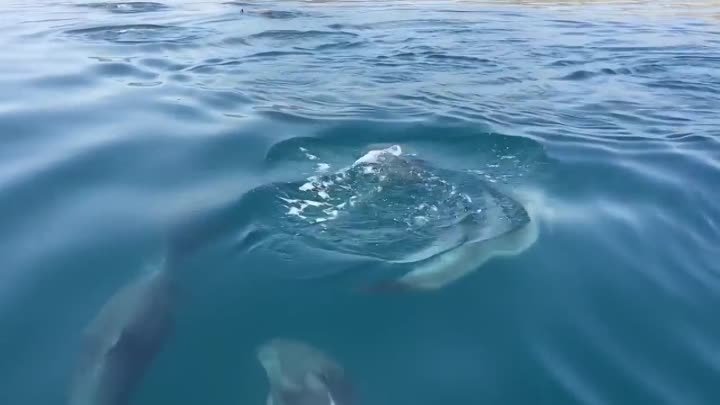 Дельфины в море! (часть 3)