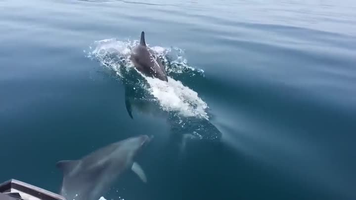 Дельфины в море! (часть 4)