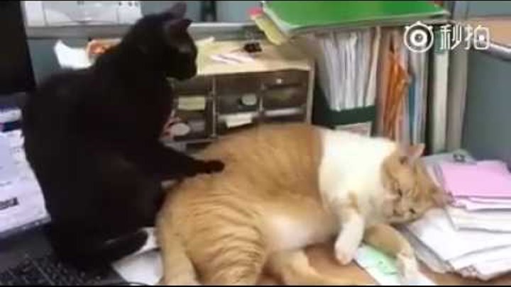 Кошка делает массаж другой кошке