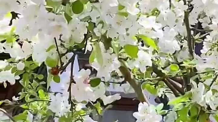 Когда сады цветут)