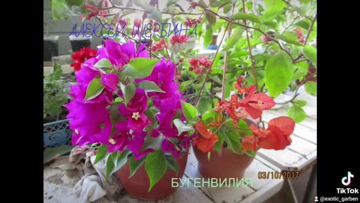 2021-02-16-205200145 бугенвилии мой сад цветов
