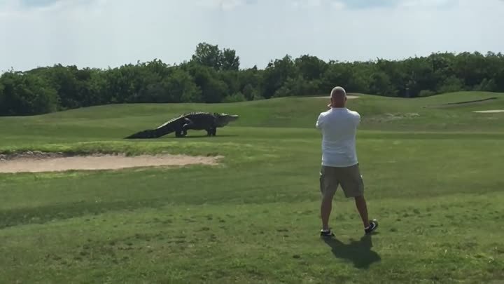 Гигантский крокодил вышел на поле для гольфа во Флориде