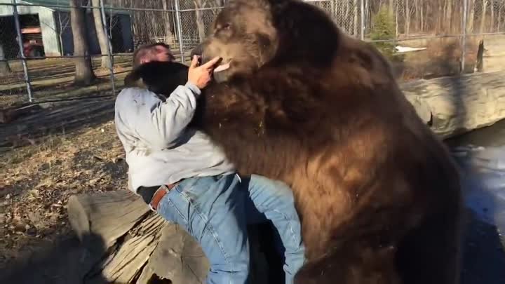 Медведь играет с человеком