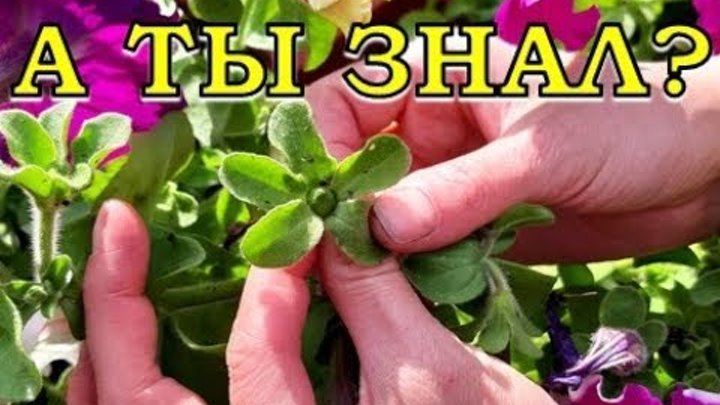 Как выглядят семена петуньи Как выглядят семена петуньи