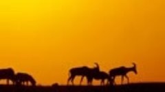African Chill Out Music - YouTube.flv