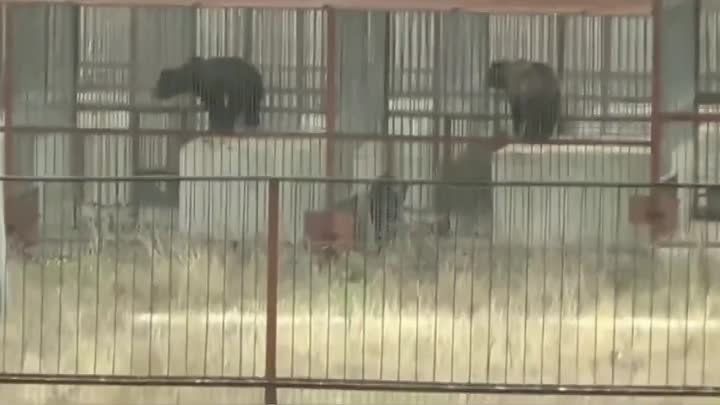 Медведи в Тайгане