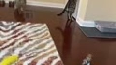 Кошка показывает котенку как открывать двери