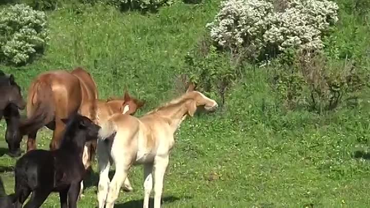 На горных лугах у лошадей жизнь бьет ключом