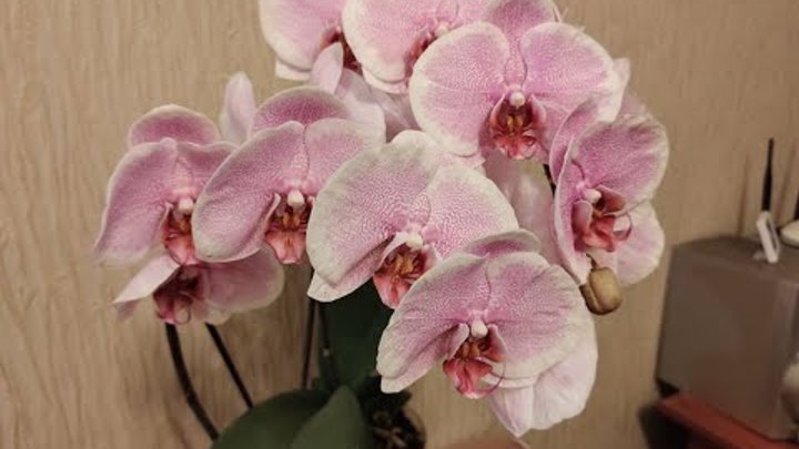 Претти романс орхидея фото Претти романс орхидея фото
