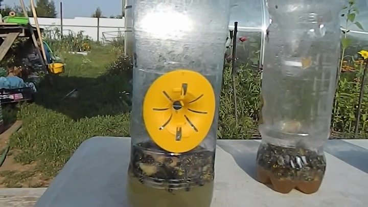 Приманка для ос своими руками Приманка для ос своими руками