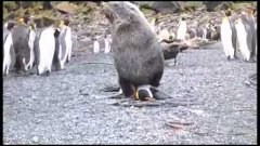 Морские котики насилуют пингвинов Seals raping penguins