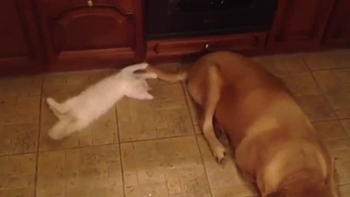 кот и пес