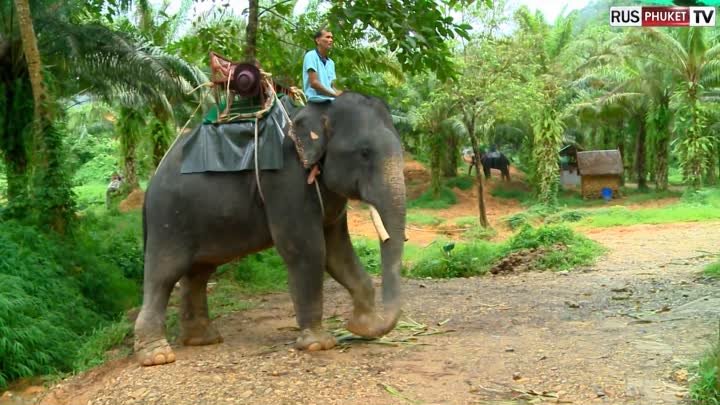 Слоны - священные животные Таиланда