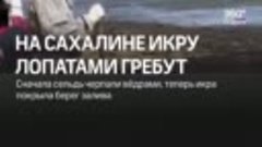 14 мая 2021 года: ИКРУ принято кушать ЛОПАТАМИ на острове Са...