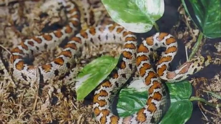 Леопардовый полоз в крыму фото Леопардовый полоз в крыму фото