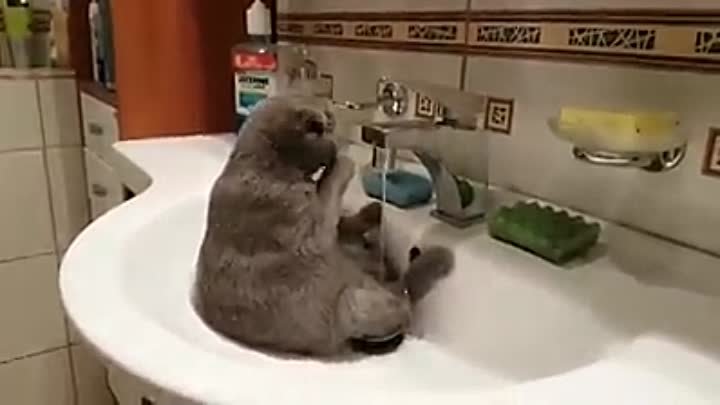 Кот принимает душ в раковине. ЖАРААААА....