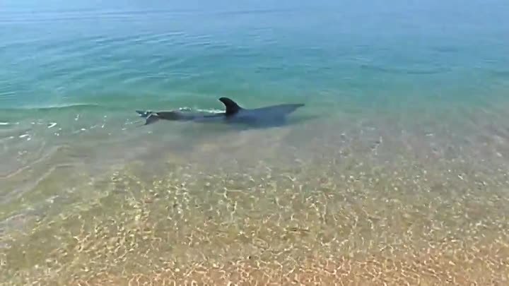 Дельфины у берега! (часть 8)