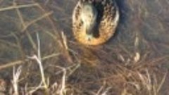 Дикие утки на городском водоеме