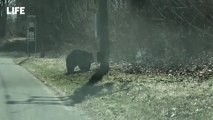 Медвежья пробка