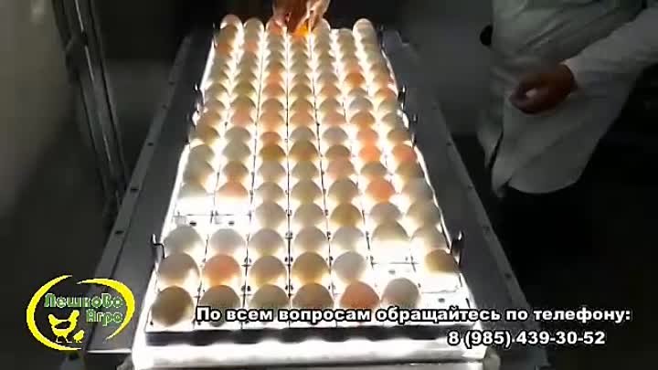 Процесс сортировки инкубационного яйца в Лешково Агро