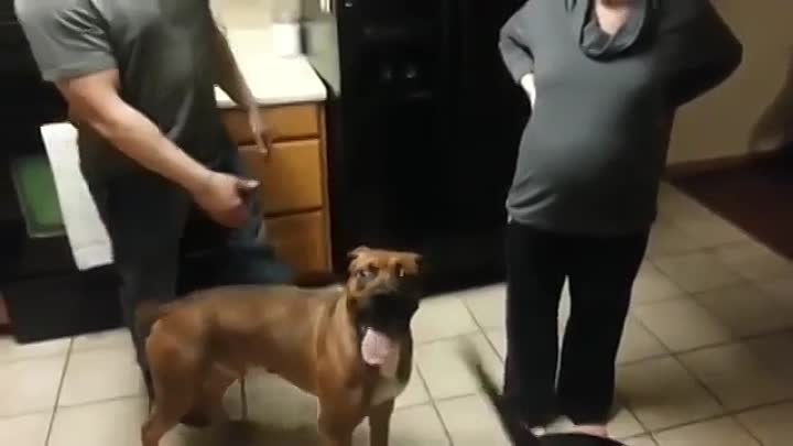Собака защищает свою беременную хозяйку