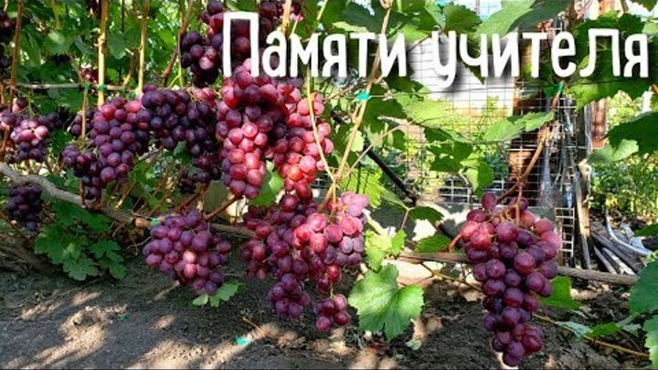 Памяти учителя виноград описание и фото Памяти учителя виноград описание и фото