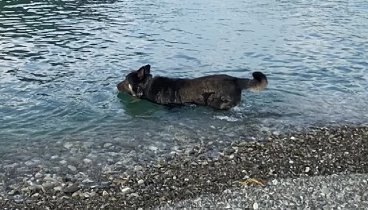 Охранник поддерживает себя в форме 🐶