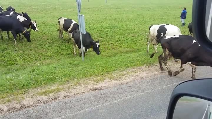Хромающее стадо коров близ деревни Липнишки. Что случилось в июле эт ...