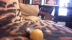 Папугай хлюбит лимоны