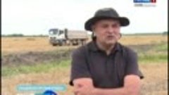 В «Тригорском» собирают новый урожай элитных сортов зерновых...