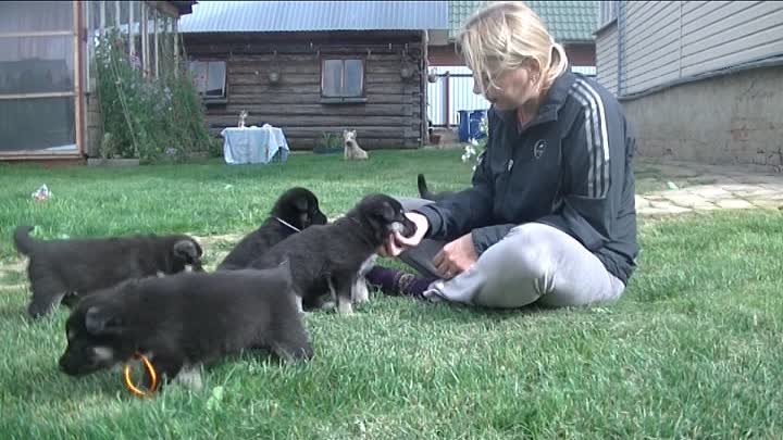 Щенки ВЕО от рабочей пары