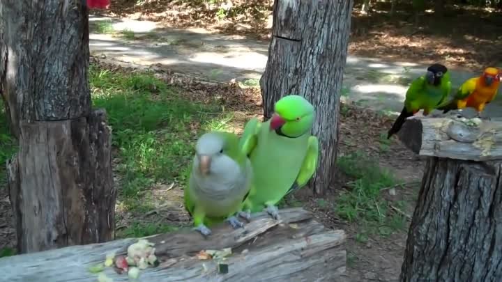 Попугай зацеловал свою подружку