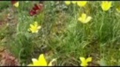 #волгоградскиестепи
#тюльпаны
#весна
🌷🌷🌷💕
