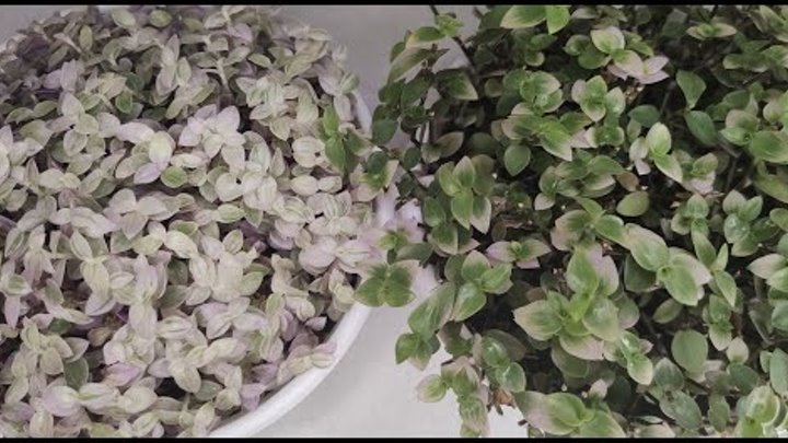 Коллизия желтая фото и описание Коллизия желтая фото и описание