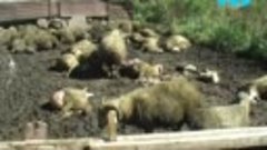 Սատկել է 40 ոչխար եւ երկու կով- Դեպքը տեղի է ունեցել Նինոծմի...