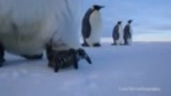 Любопытные пингвины!