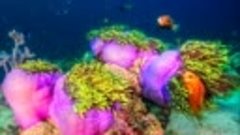 Дахаб и коралловые рифы !