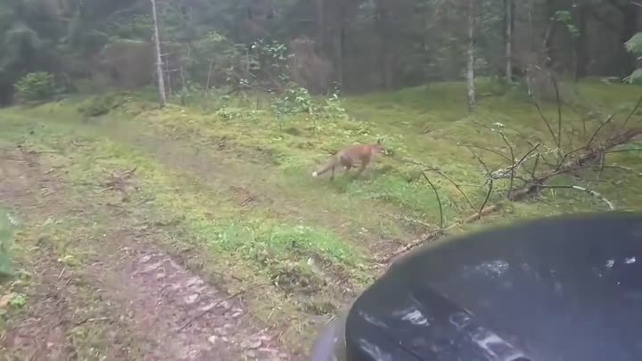 Как-то было дело в лесу, встретились лиса-воришка и глупый мужик